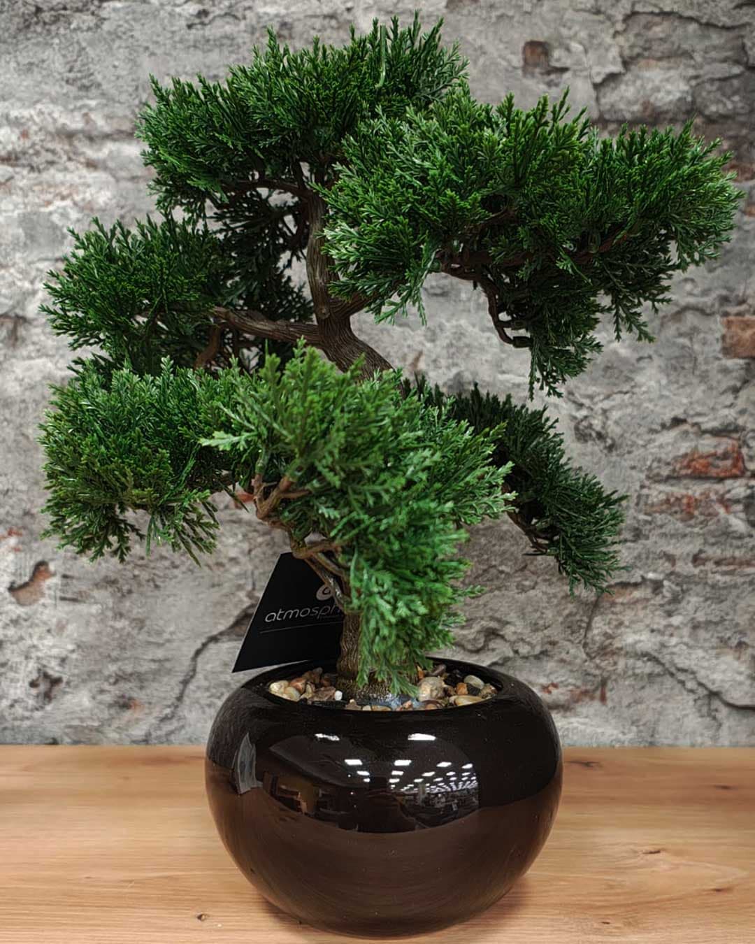 Bonsai u Keramičkoj Saksiji Atmosphera Createur d interieur