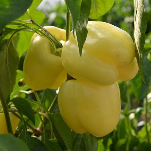 Paprika žuta babura - šorokšari - seme 5 kesica Villager 004593