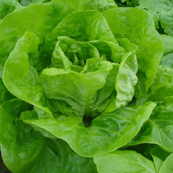 Zelena salata nansen - seme 5 kesica Villager 004304