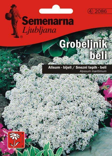 Cveće Medeni Cvet - Snežni Tepih - beli - Alyssum maritimum - seme 2086
