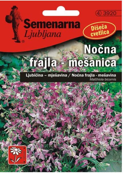 Seme za cveće Noćna frajla - mešavina - Matthiola bicornis - 3920