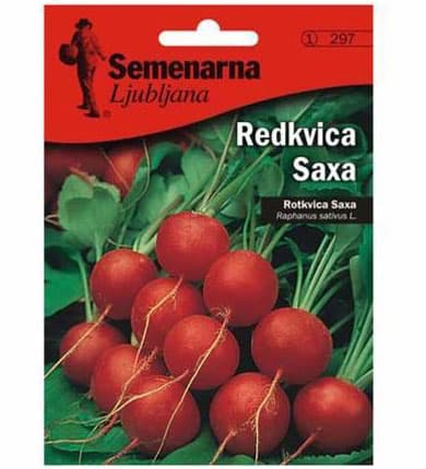 Seme - Rotkvice saksa - Raphanus sativus var. sativus 297