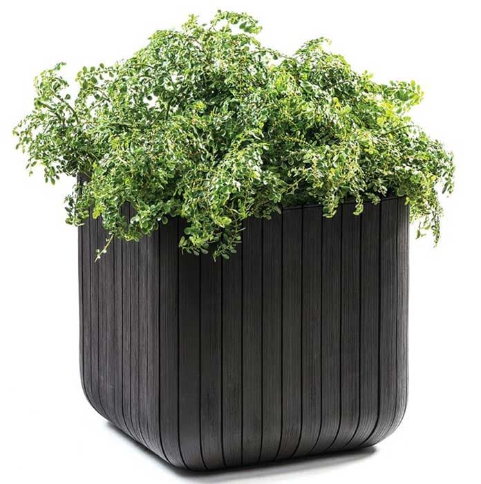 Curver Velika saksija za cveće Cube Planter L 50.5L