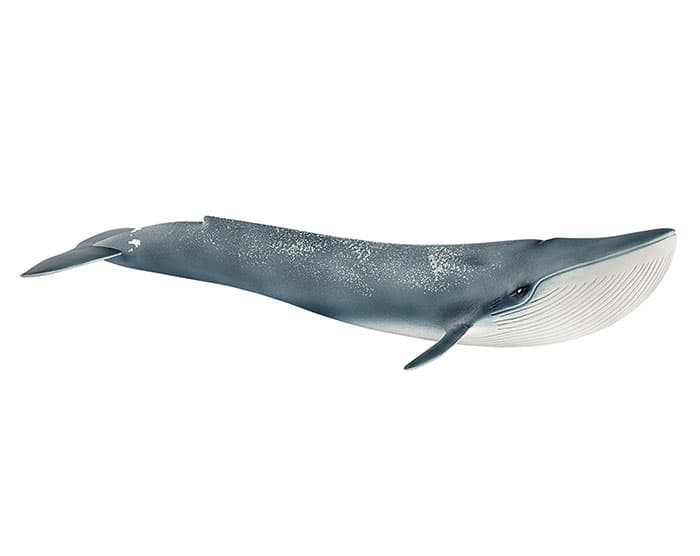 Schleich Figurice Divlje životinje - Plavi kit 14806