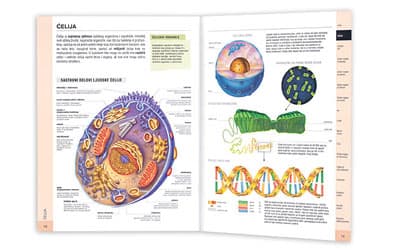 Školski anatomski atlas
