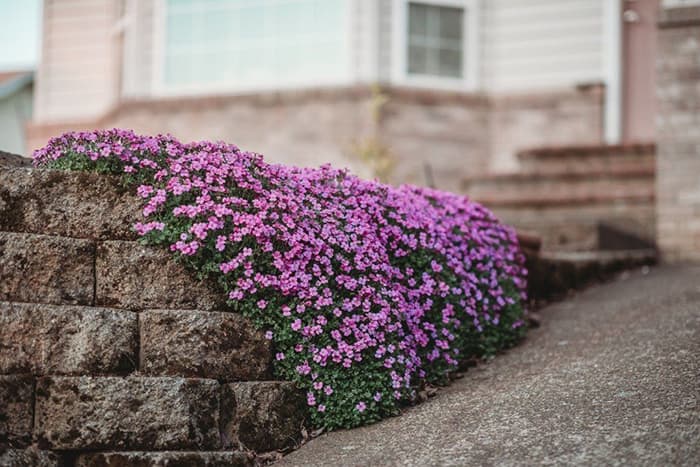 Seme za cveće Aubrieta - Aubrecija mix - 5 kesica Virimax Franchi Sementi