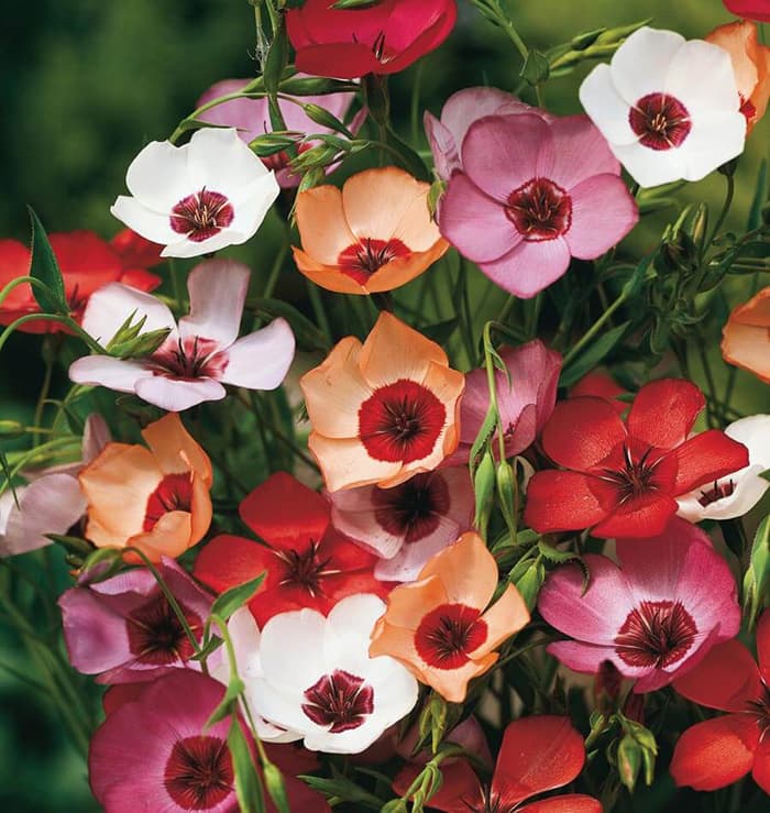 Cveće Lan ornamental multikolor - seme 10 kesica Franchi Sementi Virimax