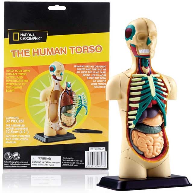 Edu Science Model ljudskog tela SK008